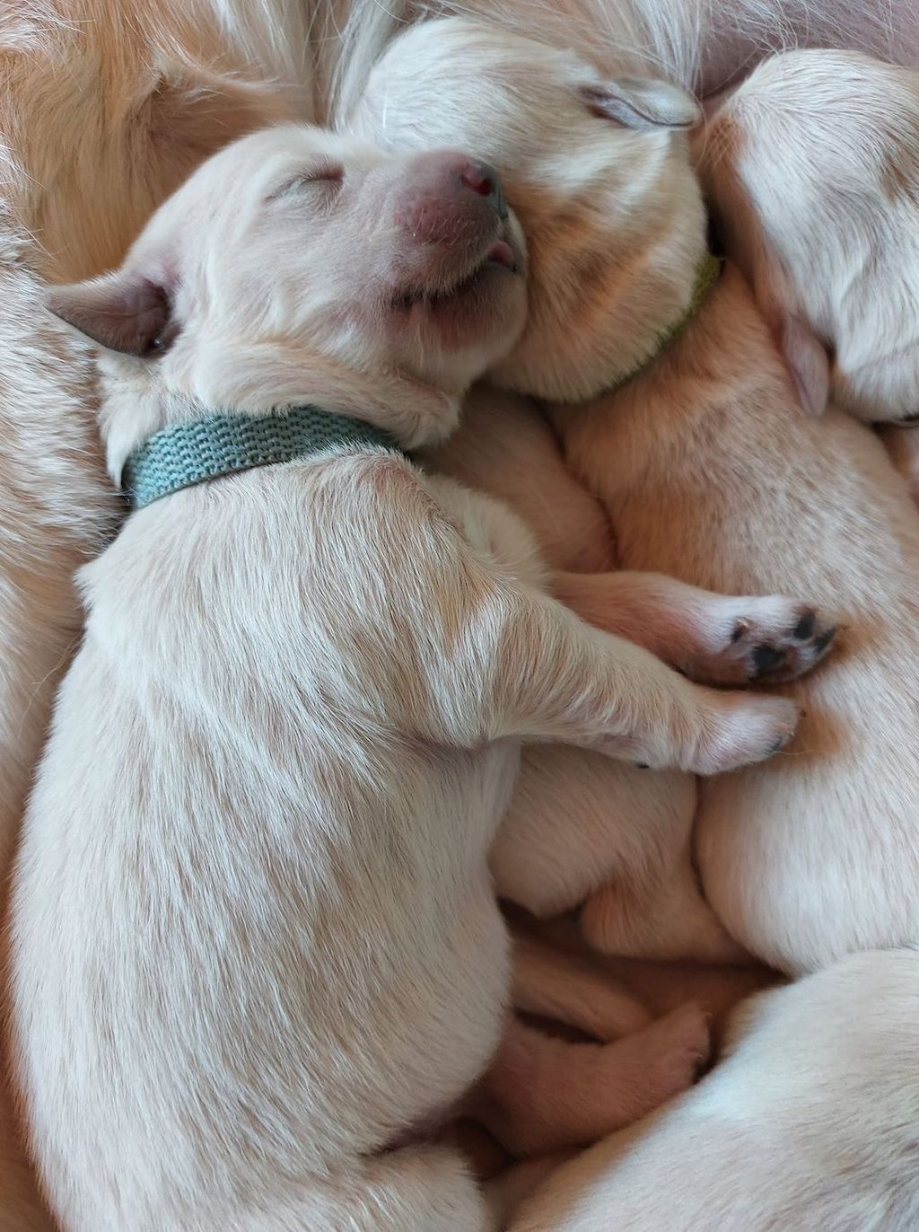 Szczeniaki - Golden retriever