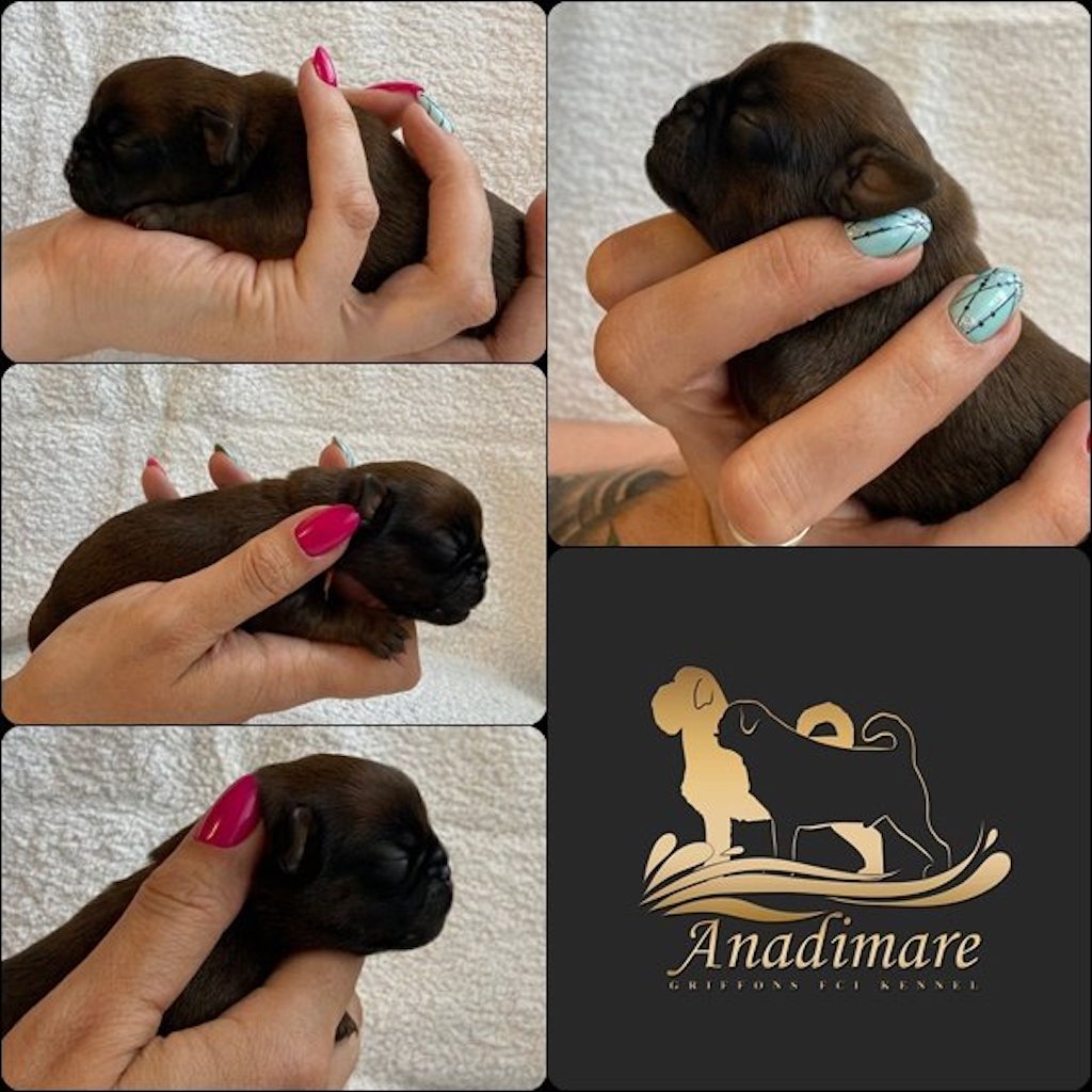 Szczeniaki - gryfonika brukselski