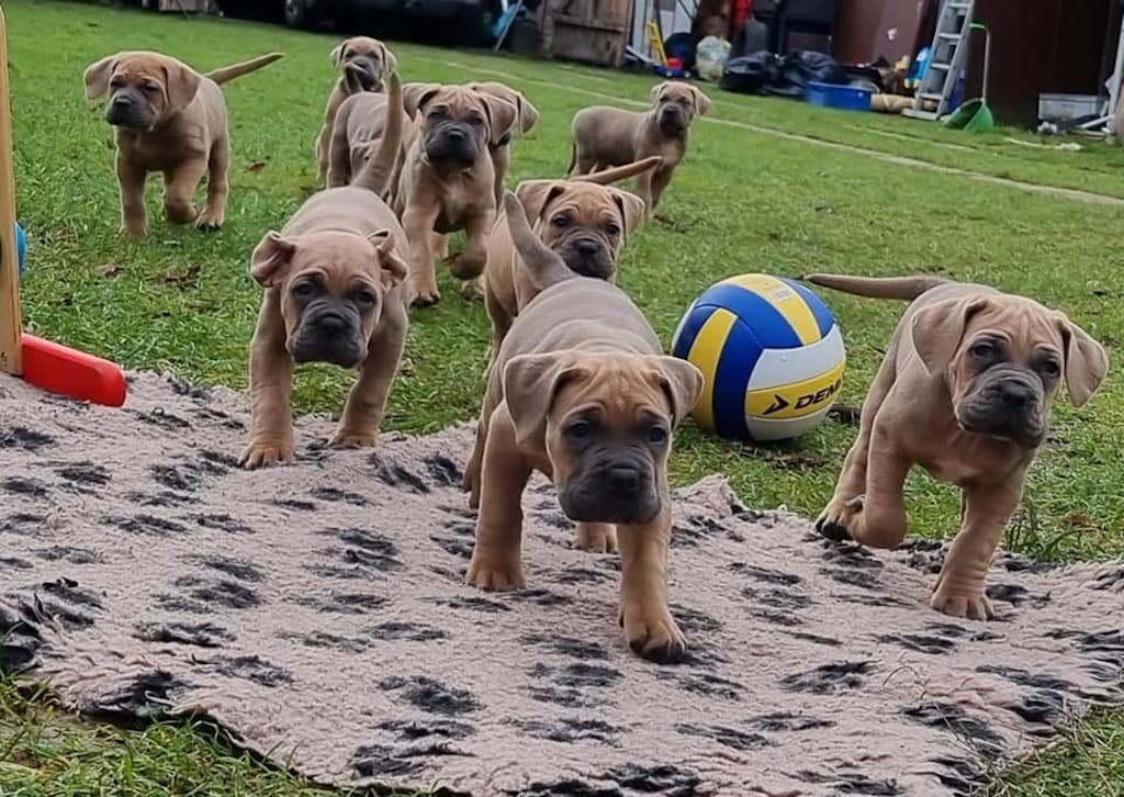 Szczeniaki Cane Corso - hodowla ZKwP