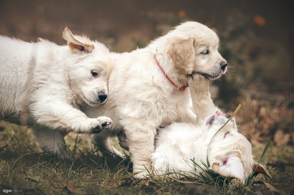 Szczeniaki Golden retriever