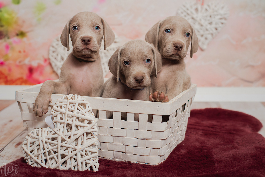 Szczeniaki wyżeł weimarski - hodowla ZKwP