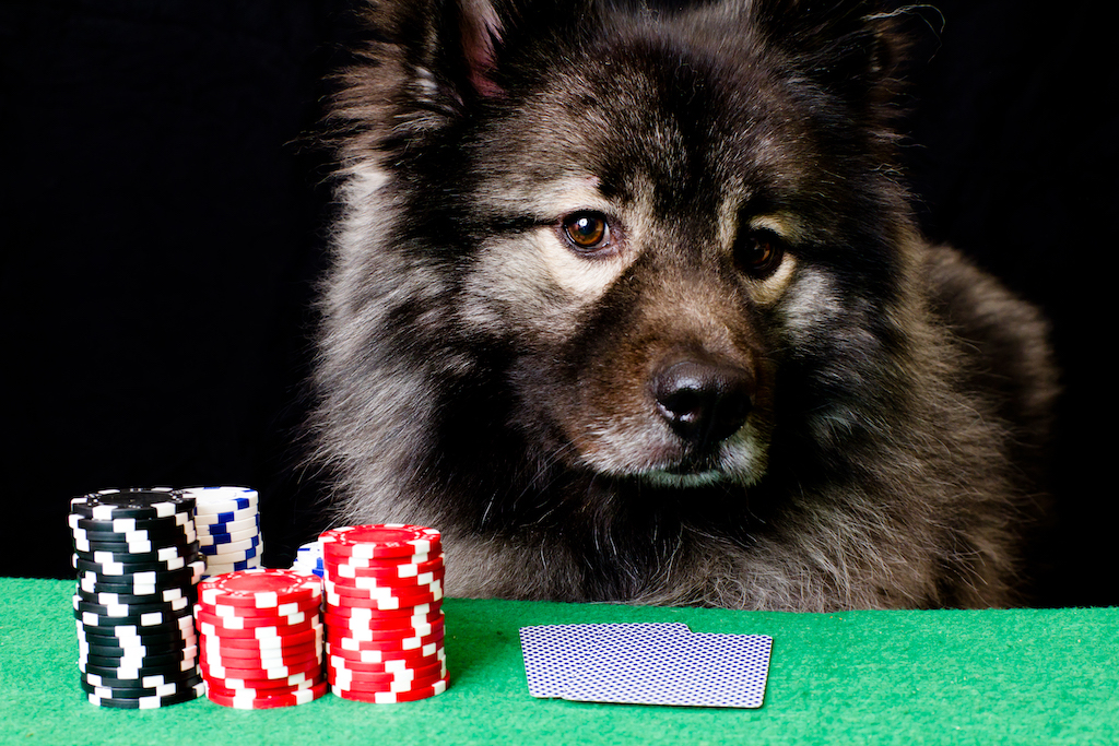 Szpic wilczy (Keeshond) (Szpic niemiecki) - charakter