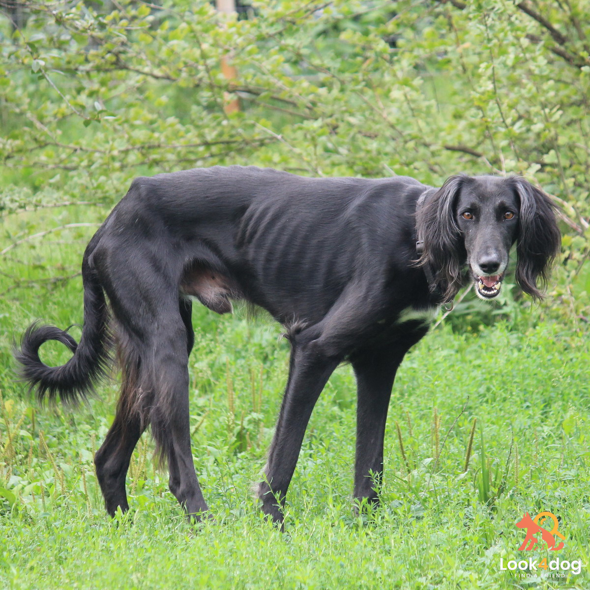 Tazy (Chart środkowoazjatycki) - pielęgnacja