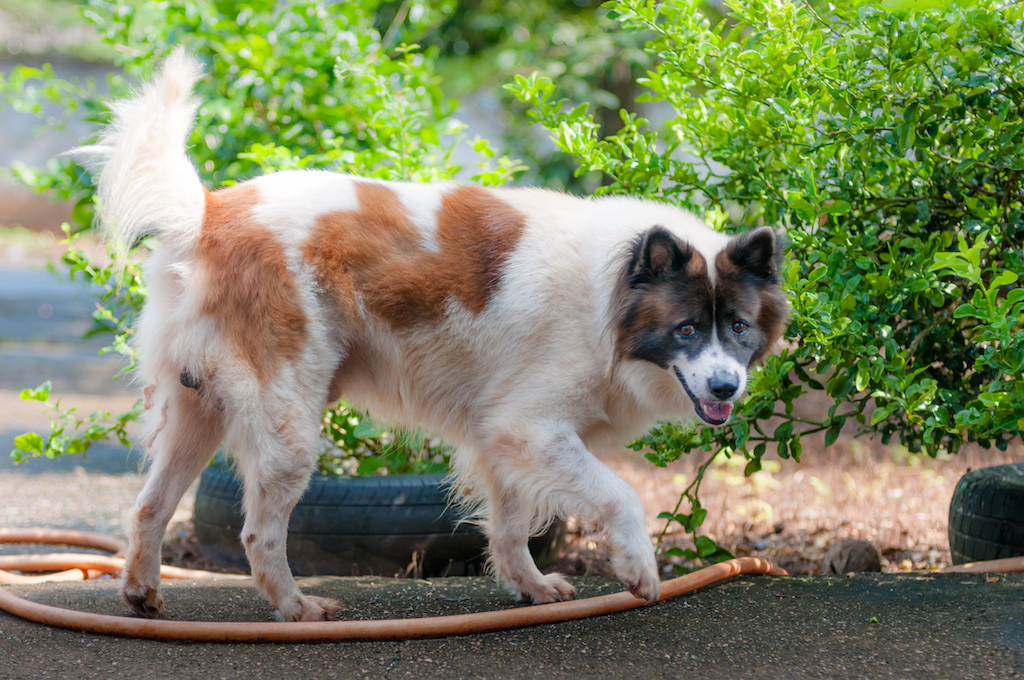 Thai Bangkaew dog - charakter