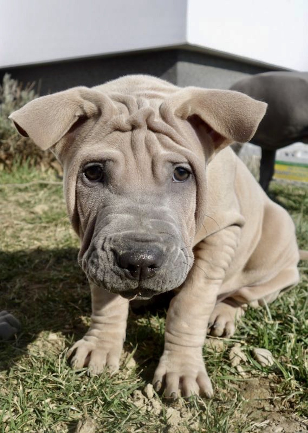 Thai Ridgeback Dog - hodowla