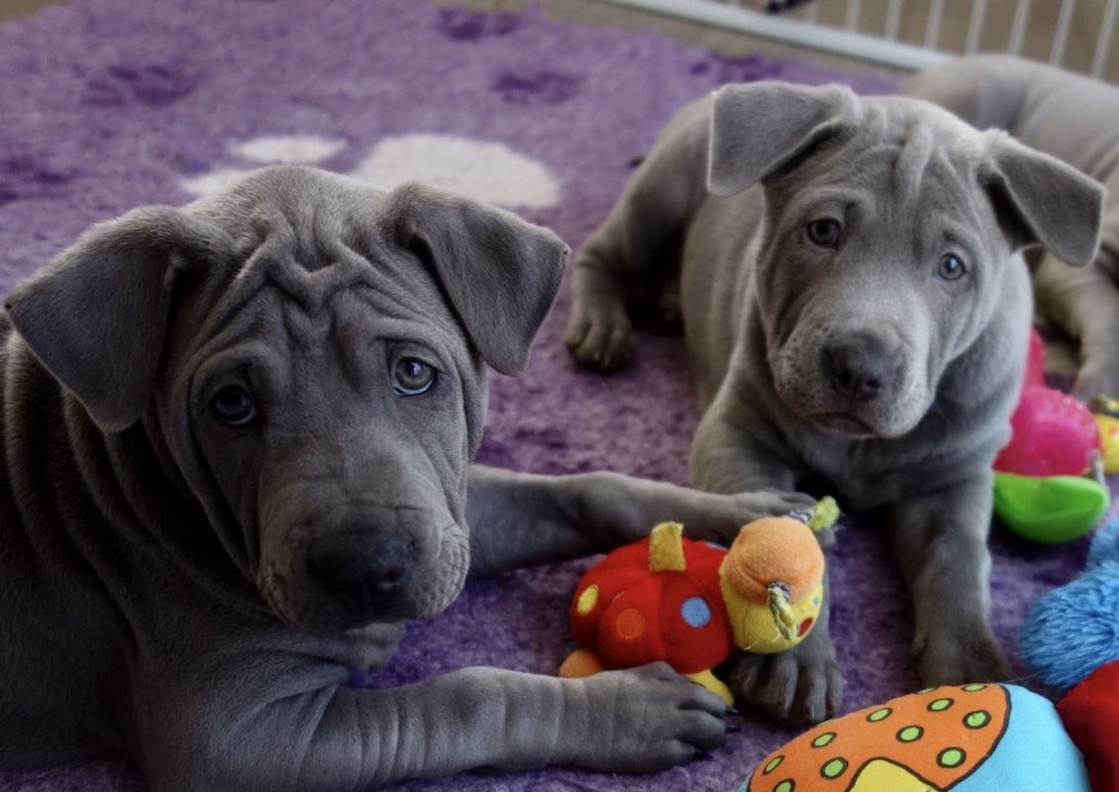 Thai Ridgeback Dog - szczeniaki