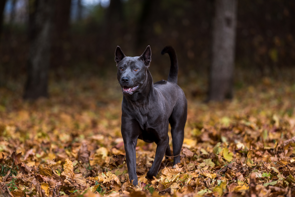 Thai ridgeback dog - charakter