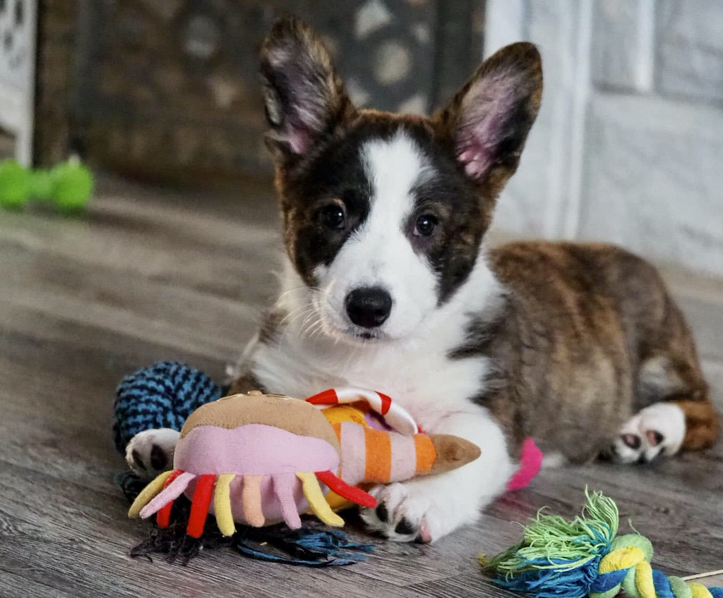 Welsh Corgi Cardigan - szczeniak
