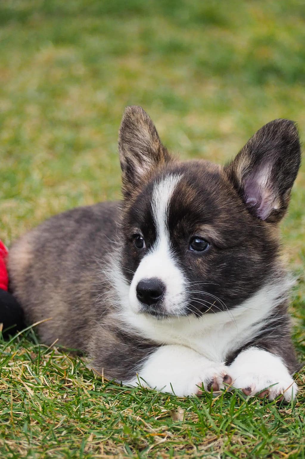Welsh Corgi Cardigan