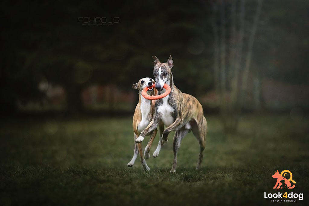 Whippet - umaszczenie
