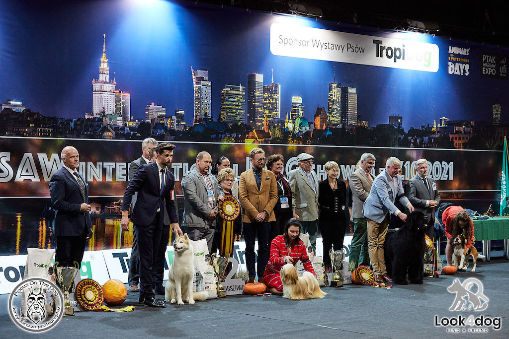 Wystawa - pies rasowy, hodowla