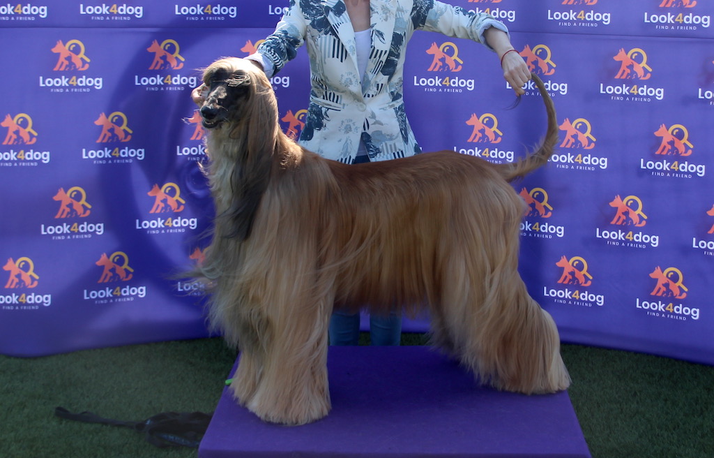 vivat sanraiz story of passion chart afgański