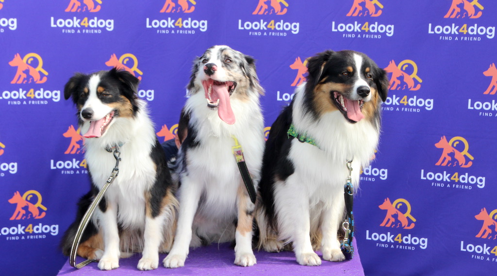 Holly austrailan spark owczarek australijski typ amerykański