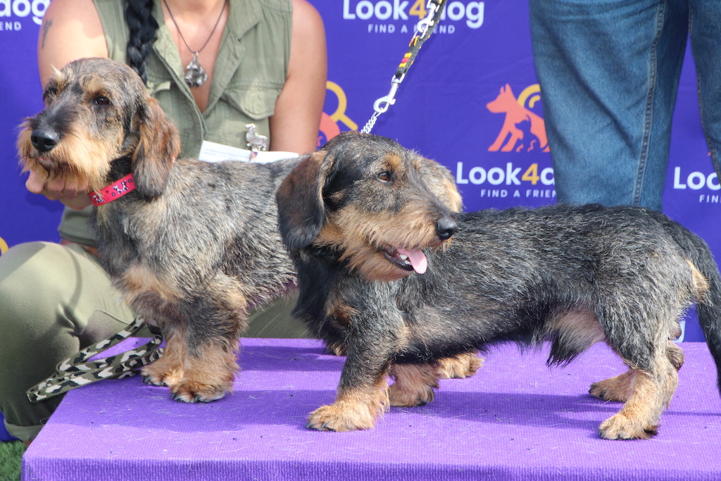 jamnik szorstkowłosy standardowy