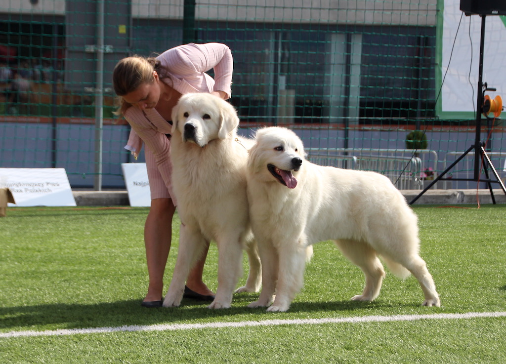 polskie owczarki podhalańskie