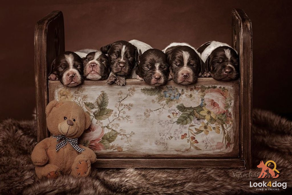 Wyżeł pirenejski - żywienie