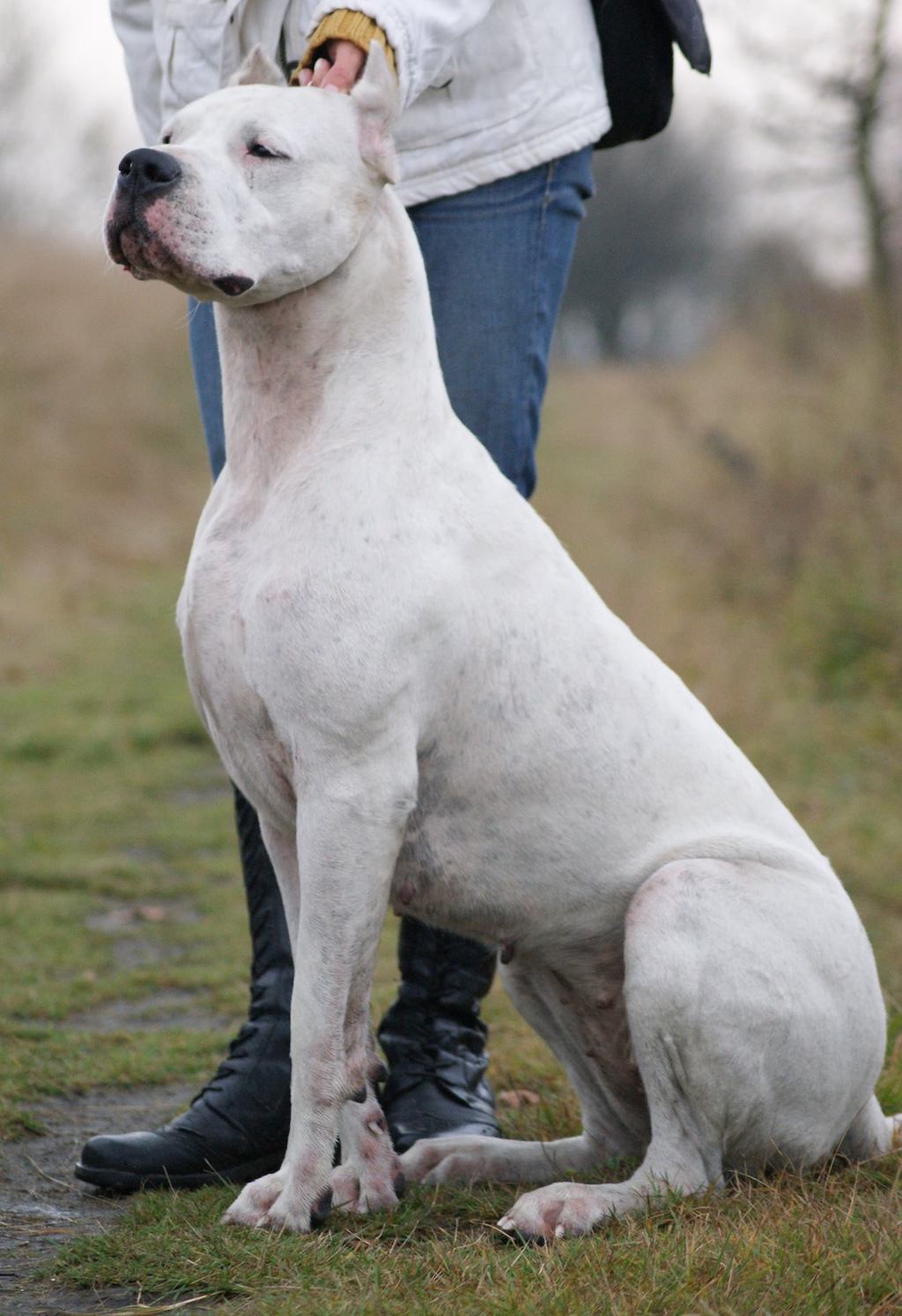 dog argentyński hodowla Ojo en la Mano zdjęcie