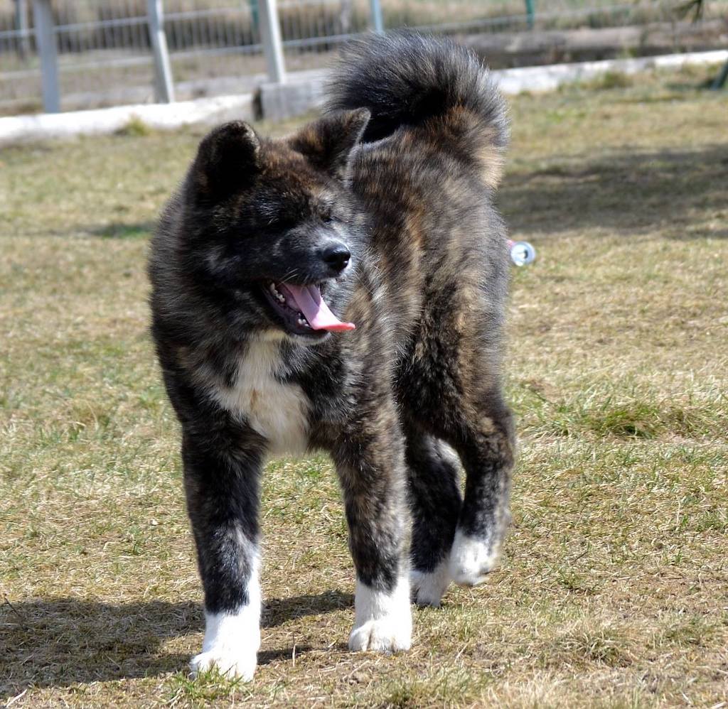 akita zdjecie