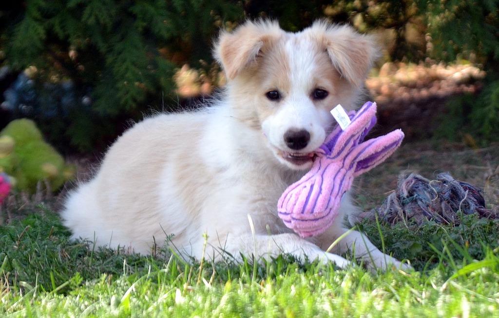 border collie z Valjeta FCI zdjecie