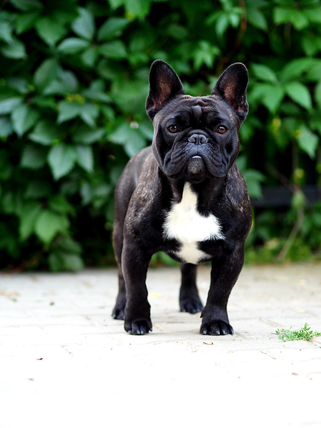 czarny buldog francuski idylla canis