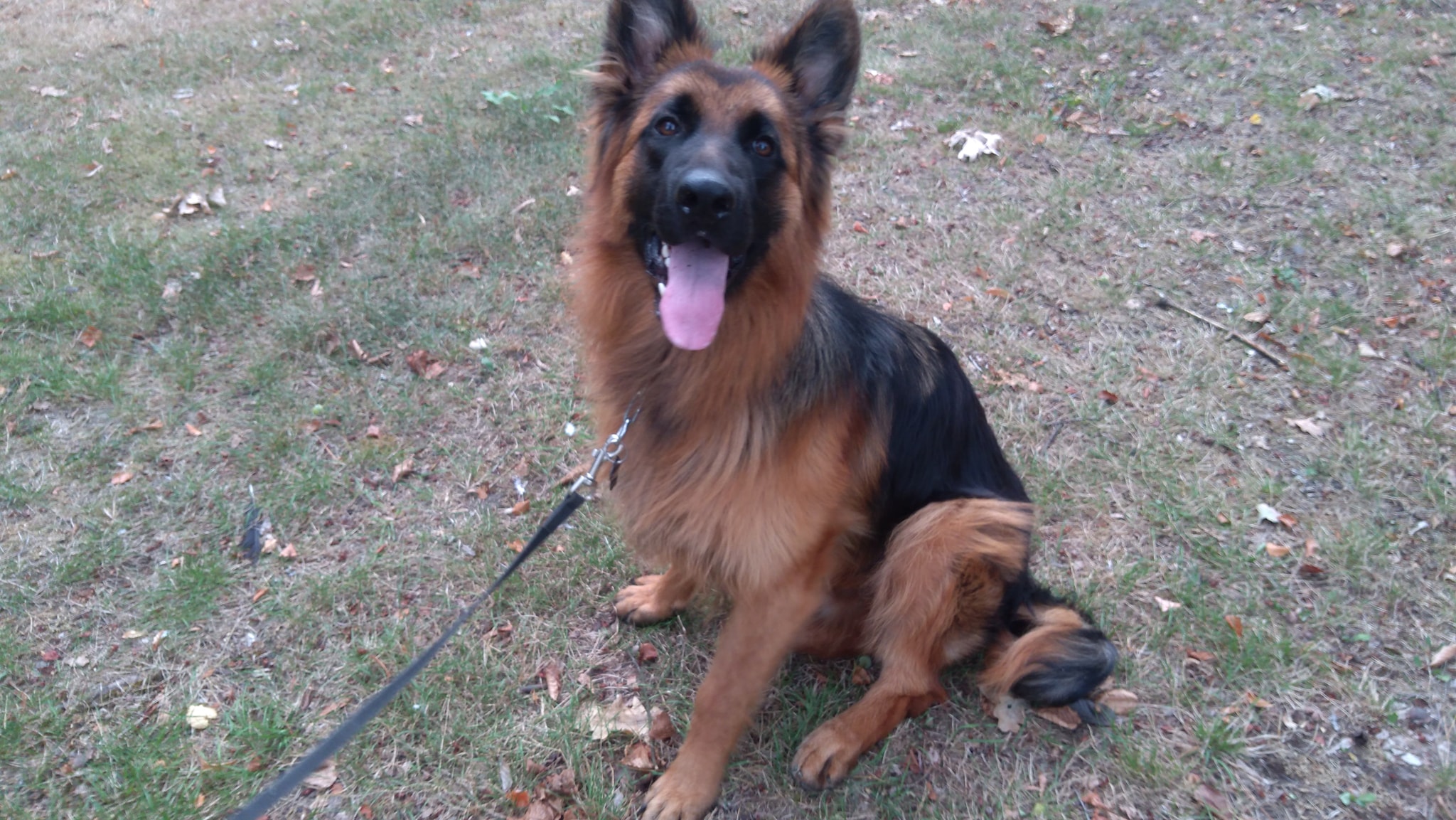 Owczarek niemiecki długowłosy TORO Varmenberg zdjęcie