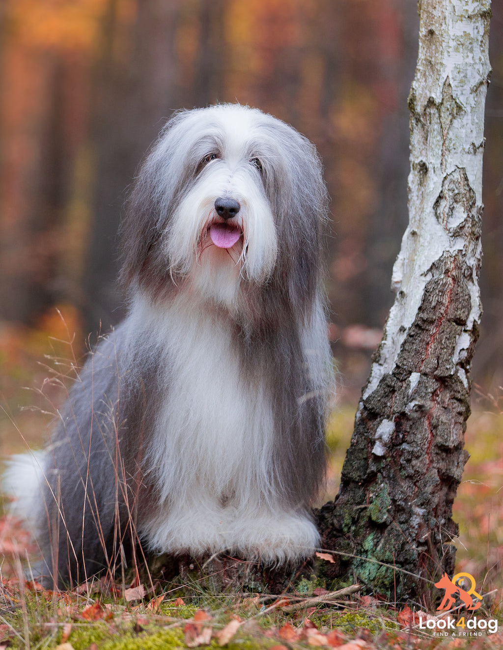 Bearded Collie umaszczenie