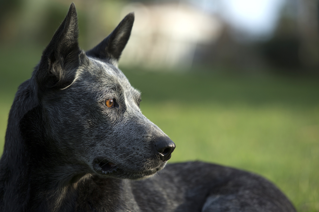 Australian Stumpy Tail Cattle Dog - charakter