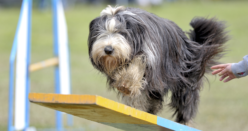 Uroczy Bearded Collie na zawodach