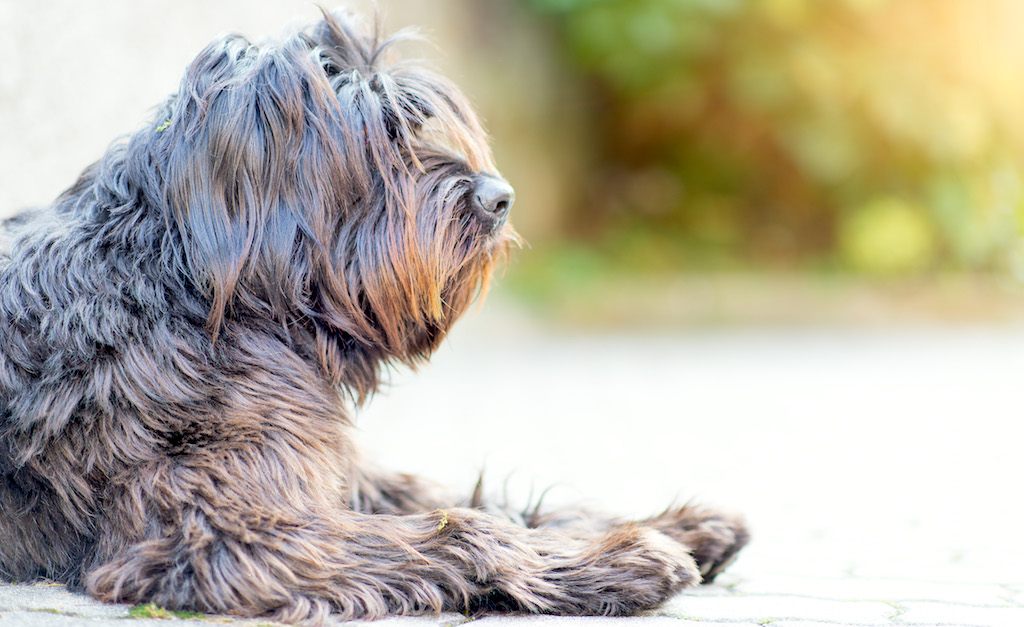 Pięknie umaszczony pies Bergamasco