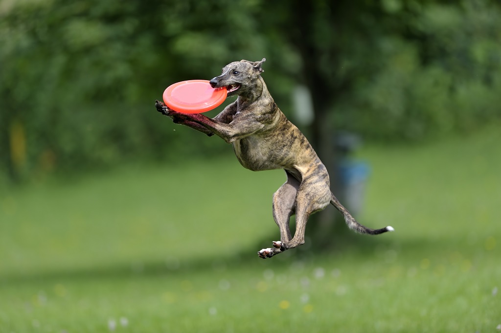 Shops whippet retriever