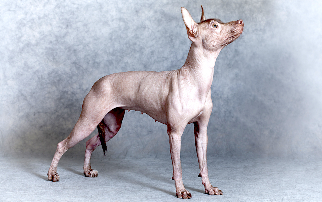 Piękny nagi pies peruwiański duży