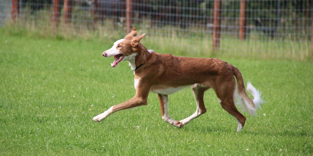 Piękny podenco z Ibizy długowłosy