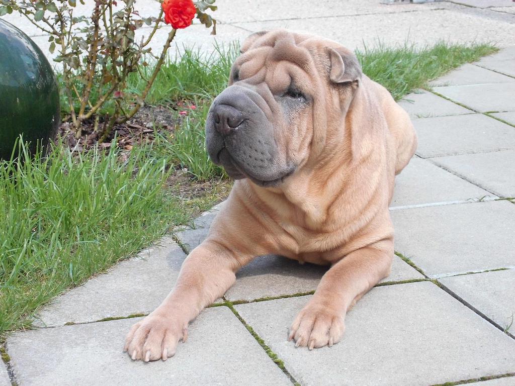 rasa shar pei