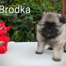 Brodka Shaggy Fluff FCI