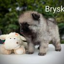 Bryska Shaggy Fluff FCI