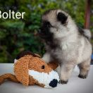 Bolter Shaggy Fluff FCI