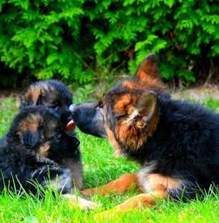 kennel goldberg german shepherd dogs