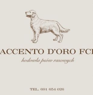 Accento D’Oro FCI 