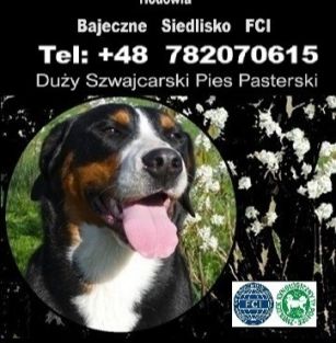 Bajeczne Siedlisko FCI