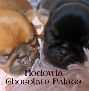 Chocolate Palace FCI 