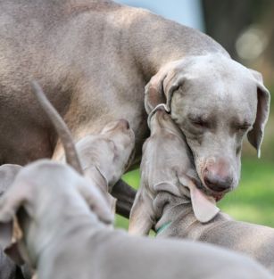 Greenhill Greys weimaraner