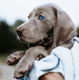 Imperial Weimaraner 