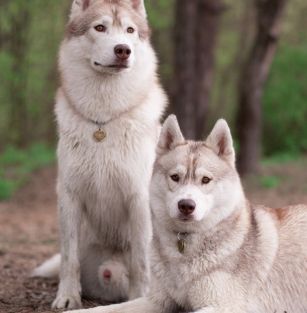 Minsky Siberians