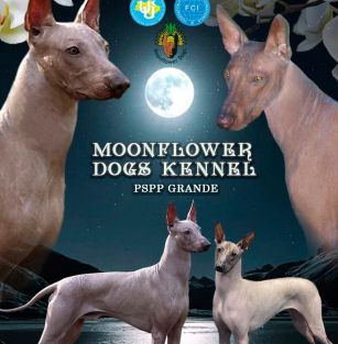 Moonflower dogs