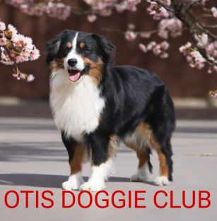 OTIS DOGGIE CLUB 