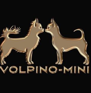 Volpino-Mini (FCI)