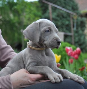 Weimaraners House