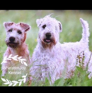 Wheaten Joy Kennel