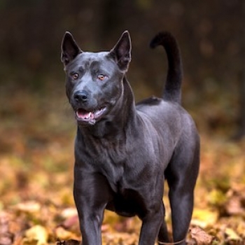 Thai Ridgeback Dog Look4dog Com