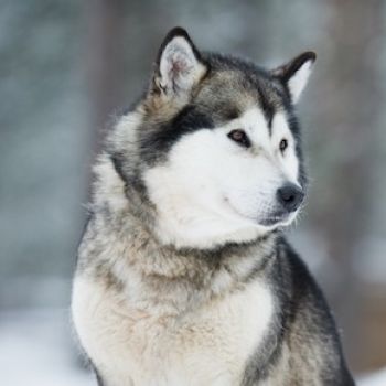 Alaskan Malamute – buy a puppy | 🐕 Look4dog.com